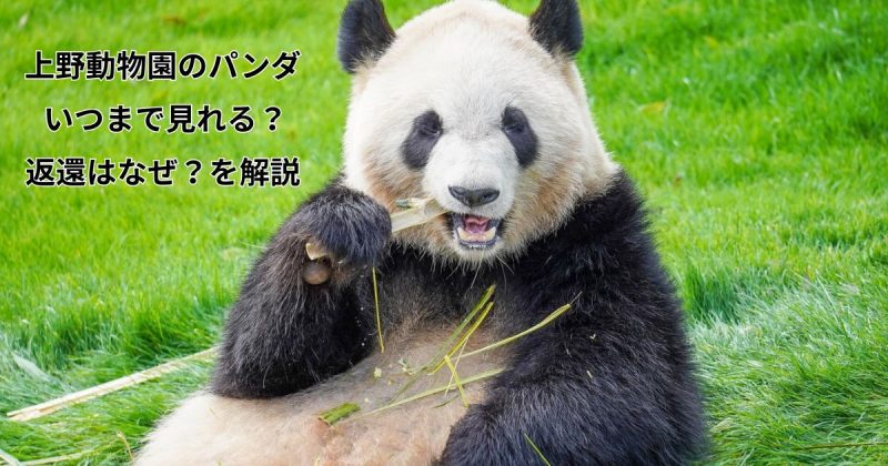 上野動物園のパンダはいつまで見れる？返還はなぜなのかも詳しく解説