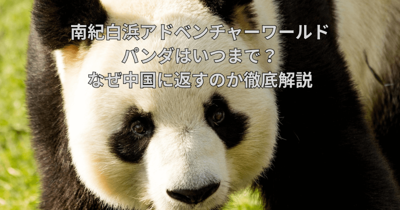 白浜アドベンチャーワールドのパンダはいつまで？なぜ中国に返すのか徹底解説
