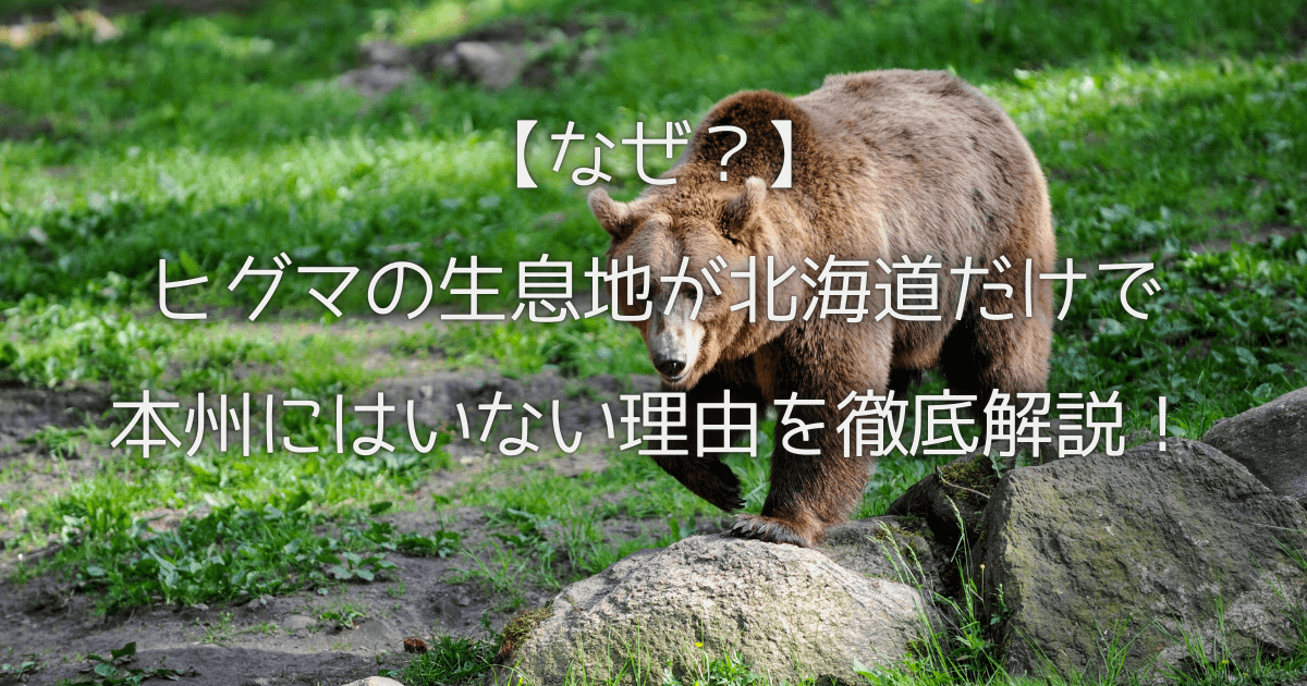 【なぜ？】ヒグマの生息地が北海道だけで本州にはいない理由を徹底解説！